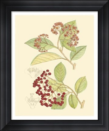 Framed Berries &amp; Blossoms II Print