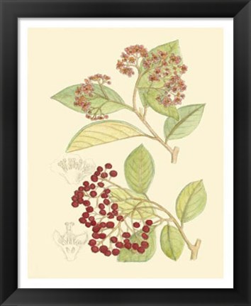 Framed Berries &amp; Blossoms II Print