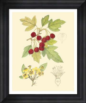 Framed Berries &amp; Blossoms III Print