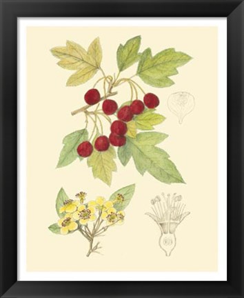 Framed Berries &amp; Blossoms III Print