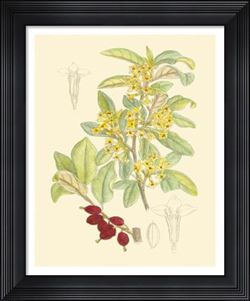 Framed Berries &amp; Blossoms IV Print