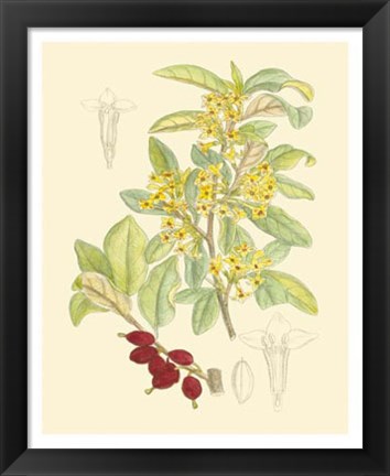 Framed Berries &amp; Blossoms IV Print