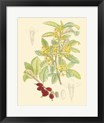 Framed Berries &amp; Blossoms IV Print