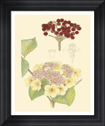 Framed Berries &amp; Blossoms V Print
