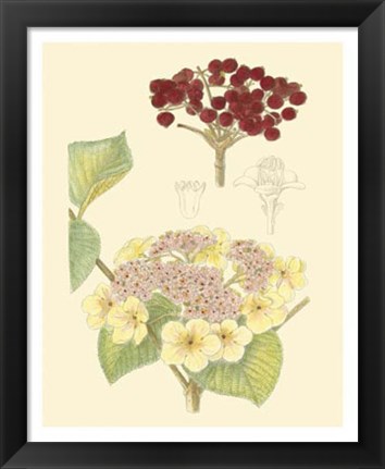 Framed Berries &amp; Blossoms V Print