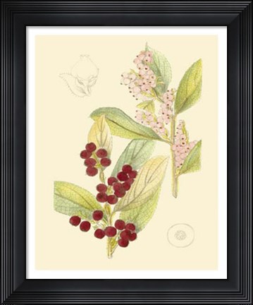 Framed Berries &amp; Blossoms VI Print