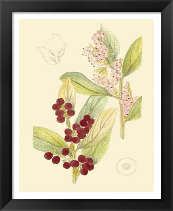 Framed Berries &amp; Blossoms VI Print