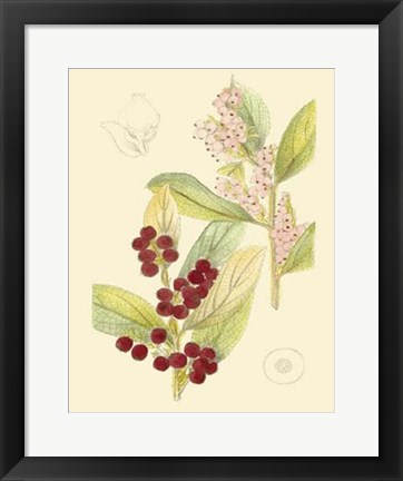 Framed Berries &amp; Blossoms VI Print