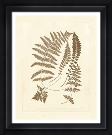 Framed Sepia Ferns II Print