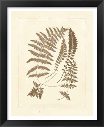 Framed Sepia Ferns II Print