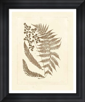 Framed Sepia Ferns III Print