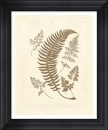 Framed Sepia Ferns IV Print