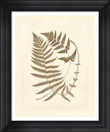 Framed Sepia Ferns V Print