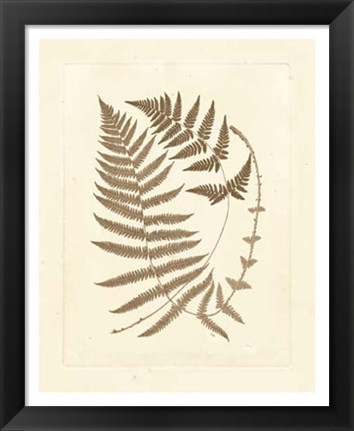 Framed Sepia Ferns V Print