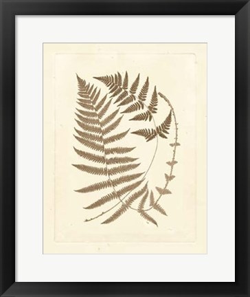 Framed Sepia Ferns V Print