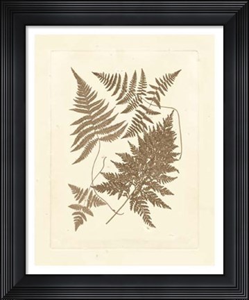 Framed Sepia Ferns VI Print