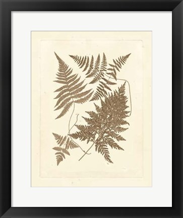 Framed Sepia Ferns VI Print