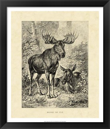 Framed Vintage Moose or Elk Print