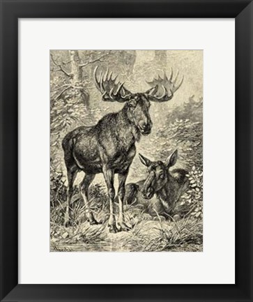 Framed Vintage Moose or Elk Print