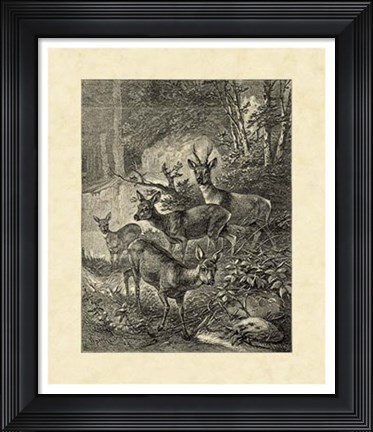 Framed Vintage Roe Deer I Print