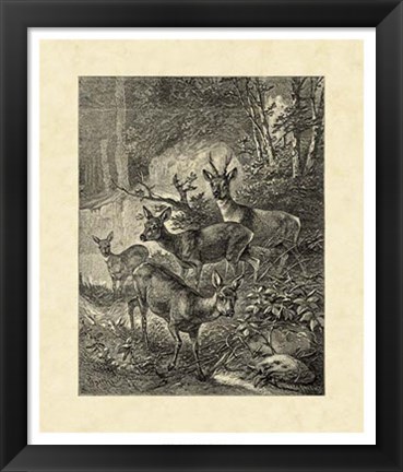 Framed Vintage Roe Deer I Print