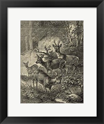 Framed Vintage Roe Deer I Print