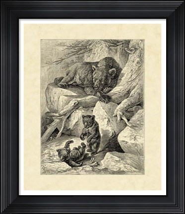 Framed Vintage Common Brown Bear Print