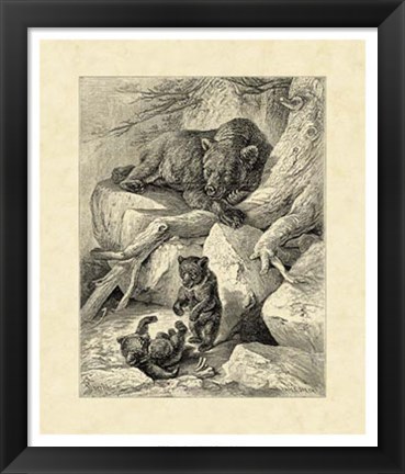 Framed Vintage Common Brown Bear Print