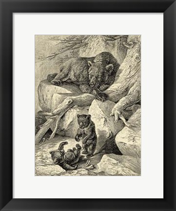 Framed Vintage Common Brown Bear Print