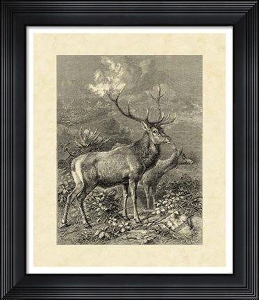 Framed Vintage Roe Deer II Print