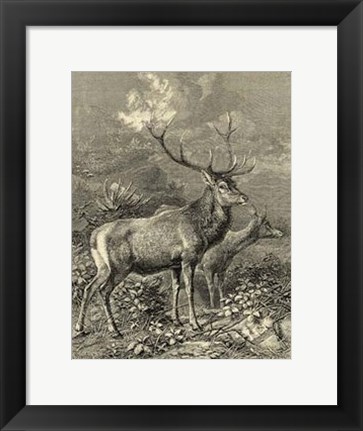 Framed Vintage Roe Deer II Print