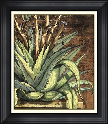 Framed Graphic Aloe I Print