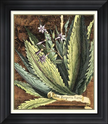 Framed Graphic Aloe II Print