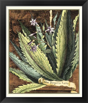 Framed Graphic Aloe II Print