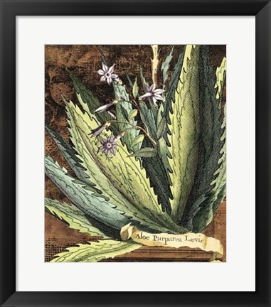 Framed Graphic Aloe II Print