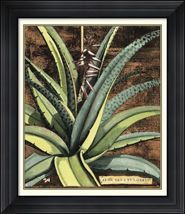 Framed Graphic Aloe III Print