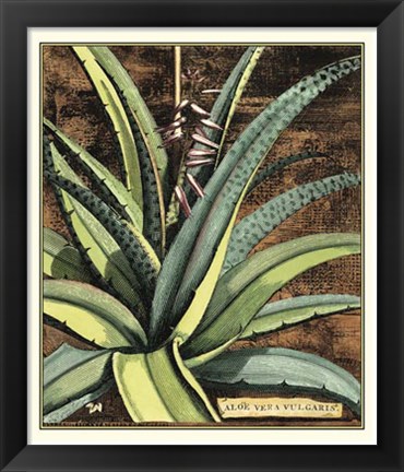 Framed Graphic Aloe III Print