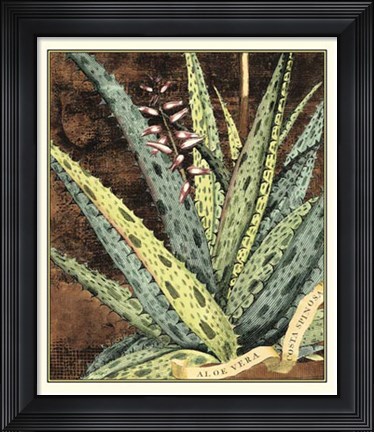 Framed Graphic Aloe IV Print