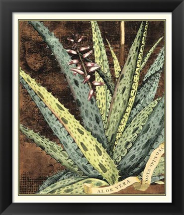 Framed Graphic Aloe IV Print