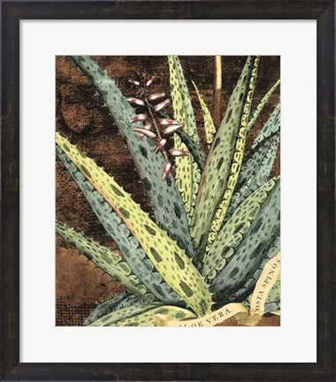 Framed Graphic Aloe IV Print
