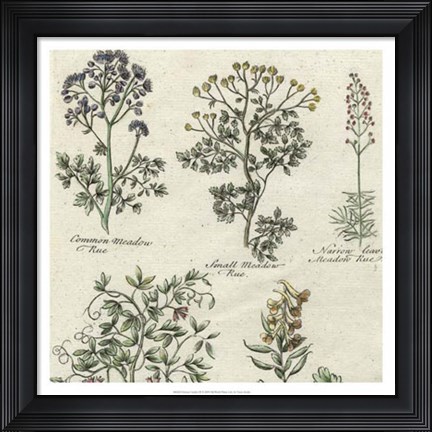 Framed Delicate Garden III Print