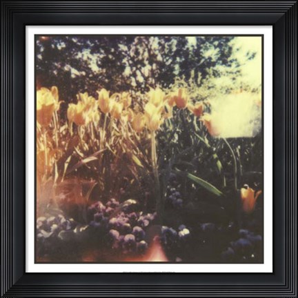 Framed Tulipa Exposta I Print