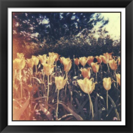 Framed Tulipa Exposta III Print