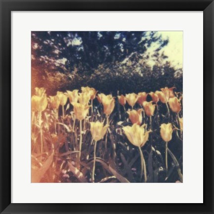 Framed Tulipa Exposta III Print