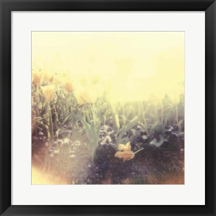 Framed Tulipa Exposta IV Print