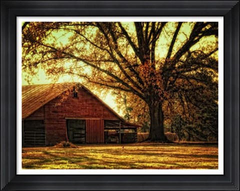 Framed Last Tree Standing Print