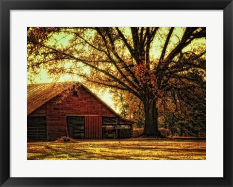 Framed Last Tree Standing Print