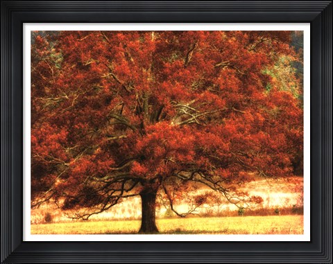 Framed Autumn Oak I Print