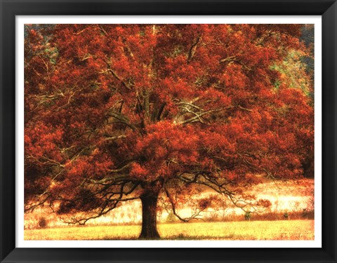 Framed Autumn Oak I Print