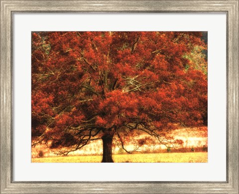 Framed Autumn Oak I Print